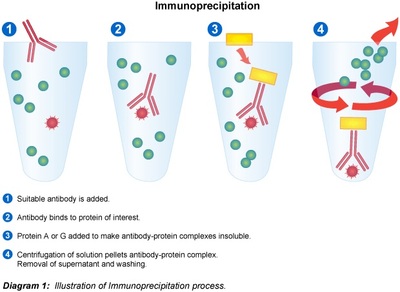 immunoprecipitation.jpg