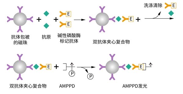 ALP+AMPPD.webp.jpg