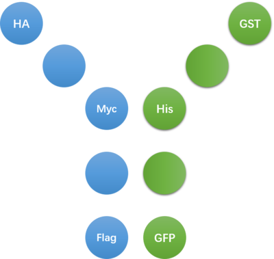 L-MAb01 Anti-HA鼠单克隆抗体